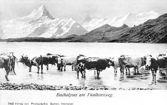 Das Vieh zog es ins Wasser! Kühe des Bachlägers im Bachalpsee. Monatelang brütete im Sommer 1911 die Hitze und die Älper klagten immer häufiger, es gebe gering Milch.